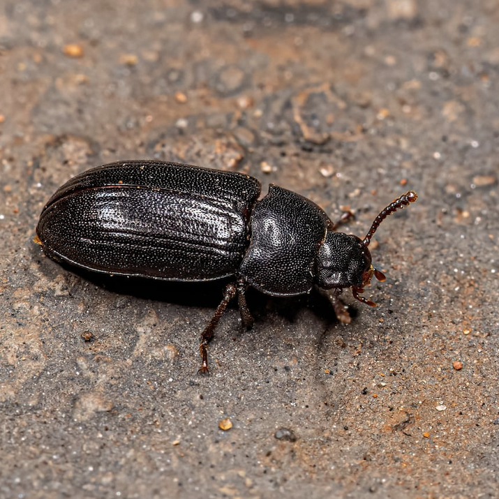darkling beetle