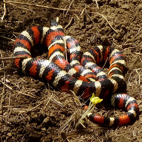 california king snake