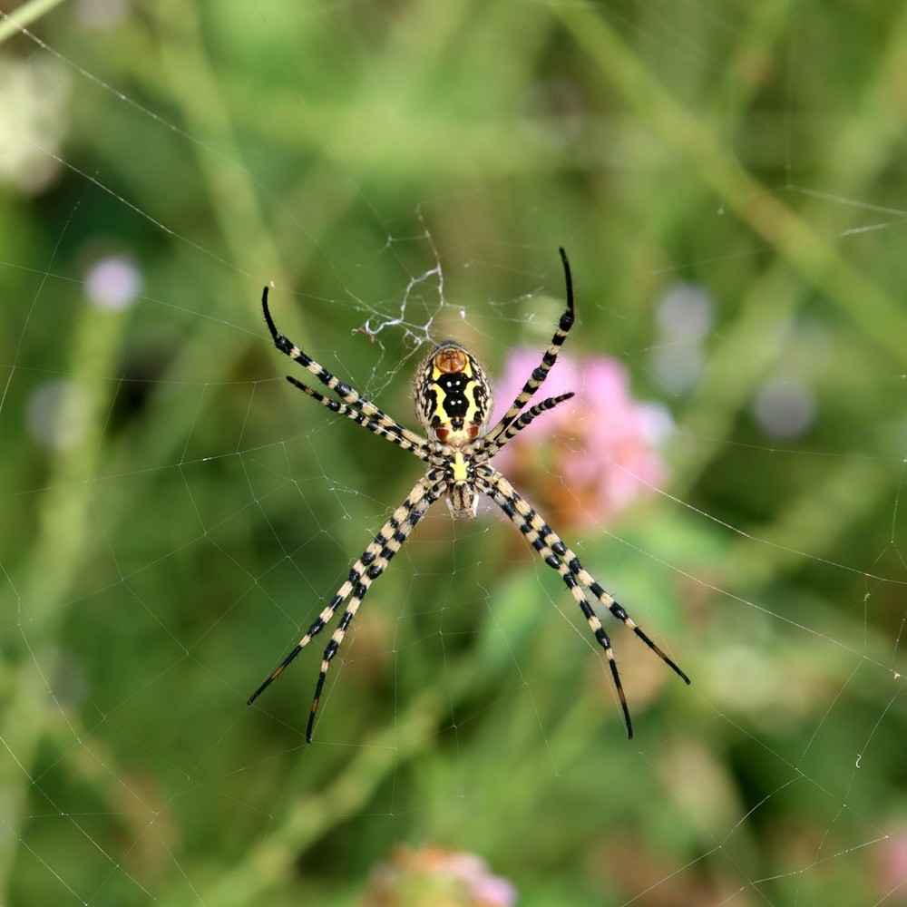 banded garden spider on web