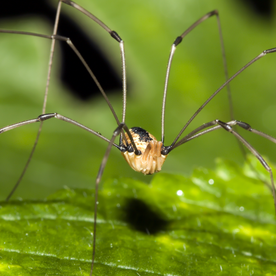 daddylongleg spider