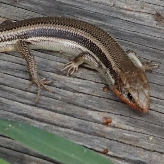skink
