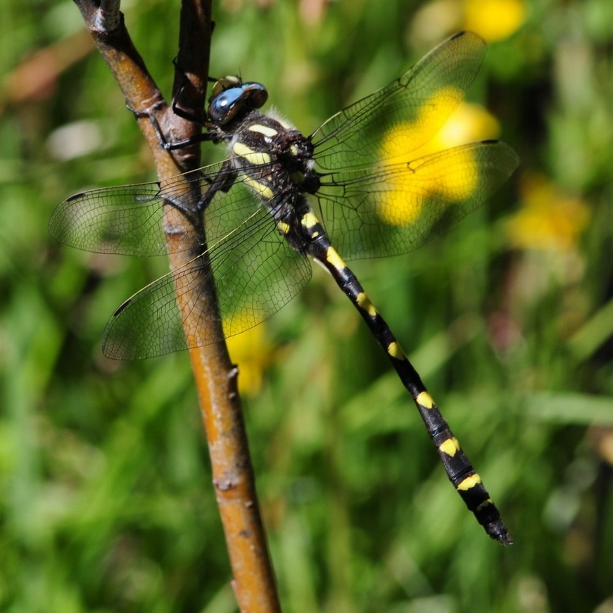 dragonfly