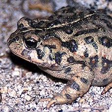 western toad