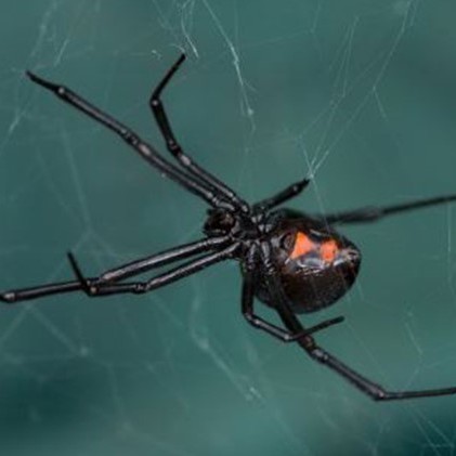 western black widow spider